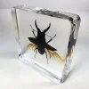 Stag Beetle in Flight, Stag Wings Open, Beetle Specimen, Preserved Bugs