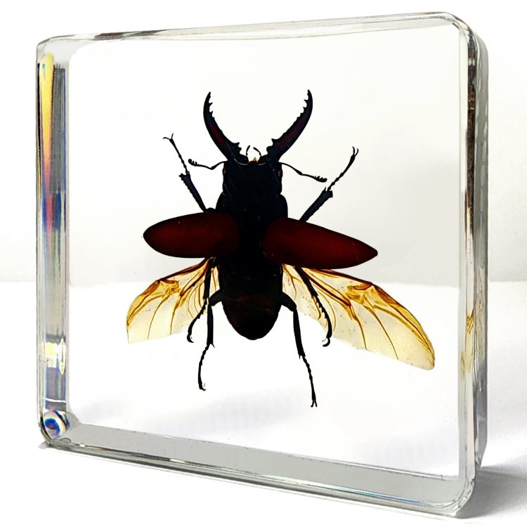Stag Beetle in Flight, Stag Wings Open, Beetle Specimen, Preserved Bugs