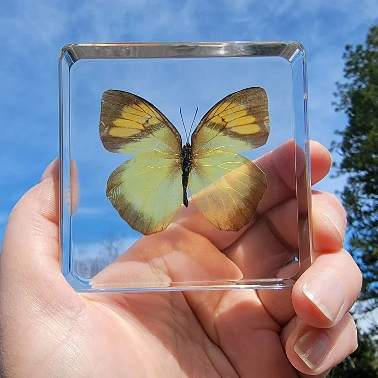 Real Butterfly in Acrylic, Bugs in Resin, Butterfly, Orange Tip