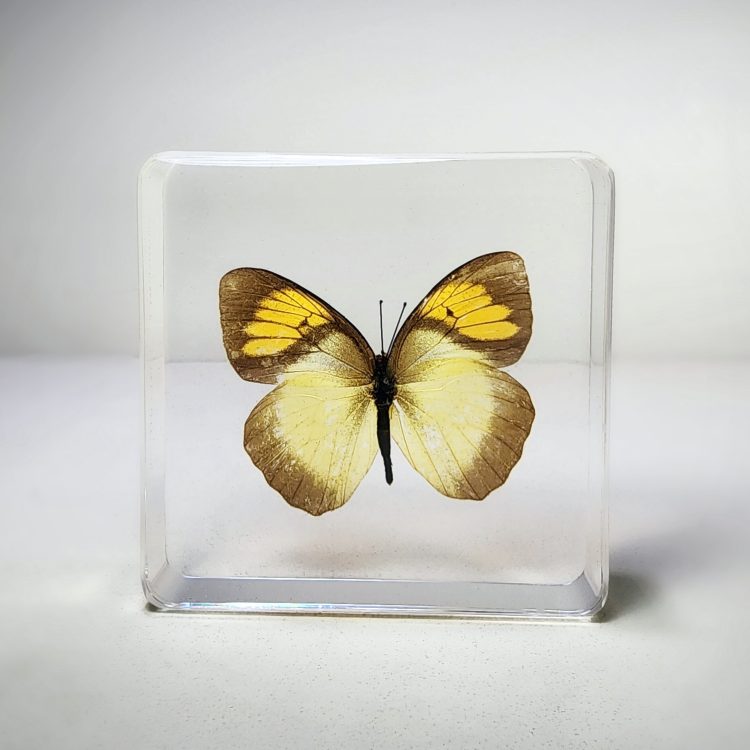 Real Butterfly in Resin, Real Bugs, Preserved Butterfly, Yellow Butterfly, Yellow Orange Tip