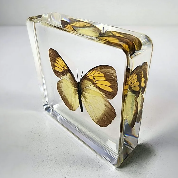 Real Butterfly in Resin, Real Bugs, Preserved Butterfly, Yellow Butterfly, Yellow Orange Tip