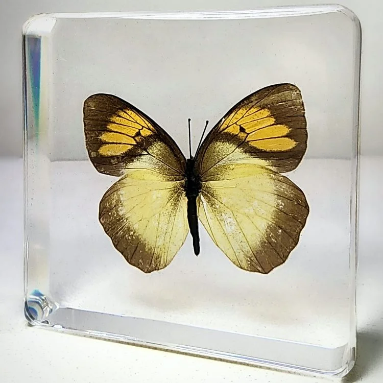 Real Butterfly in Resin, Real Bugs, Preserved Butterfly, Yellow Butterfly, Yellow Orange Tip