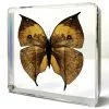 Oak Leak Butterfly, Leaf Butterfly, Butterfly Decor, Butterfly in Resin