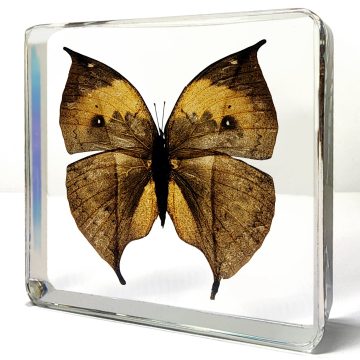 Oak Leak Butterfly, Leaf Butterfly, Butterfly Decor, Butterfly in Resin