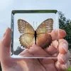 Lacewing Butterfly in Resin, Acrylic Butterfly Display