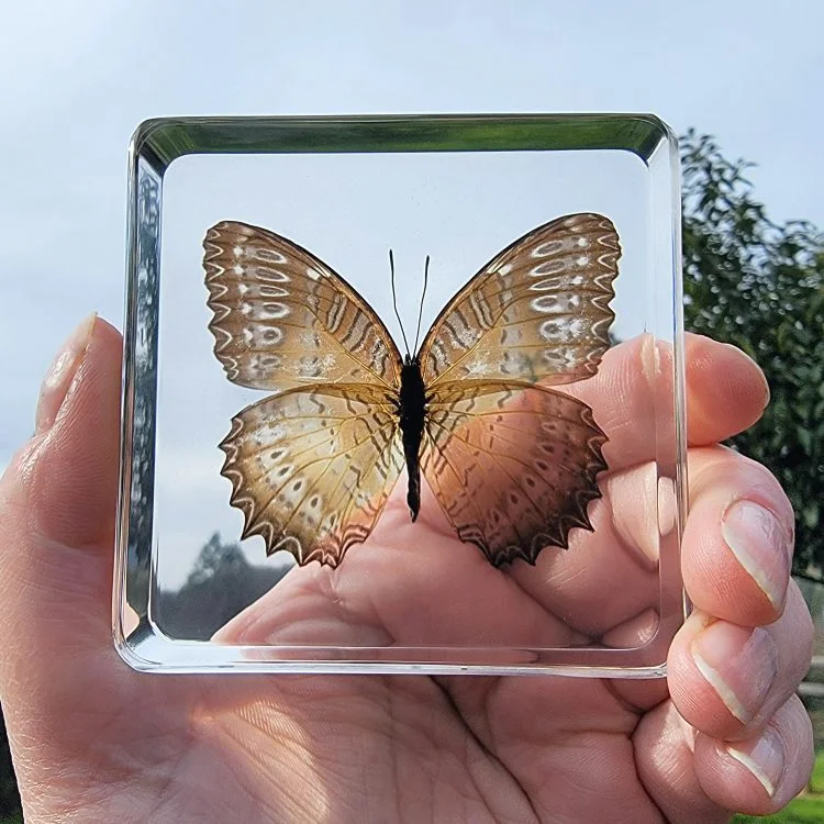 Lacewing Butterfly in Resin, Acrylic Butterfly Display