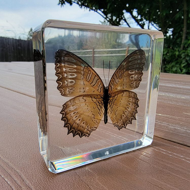 Lacewing Butterfly in Resin, Acrylic Butterfly Display