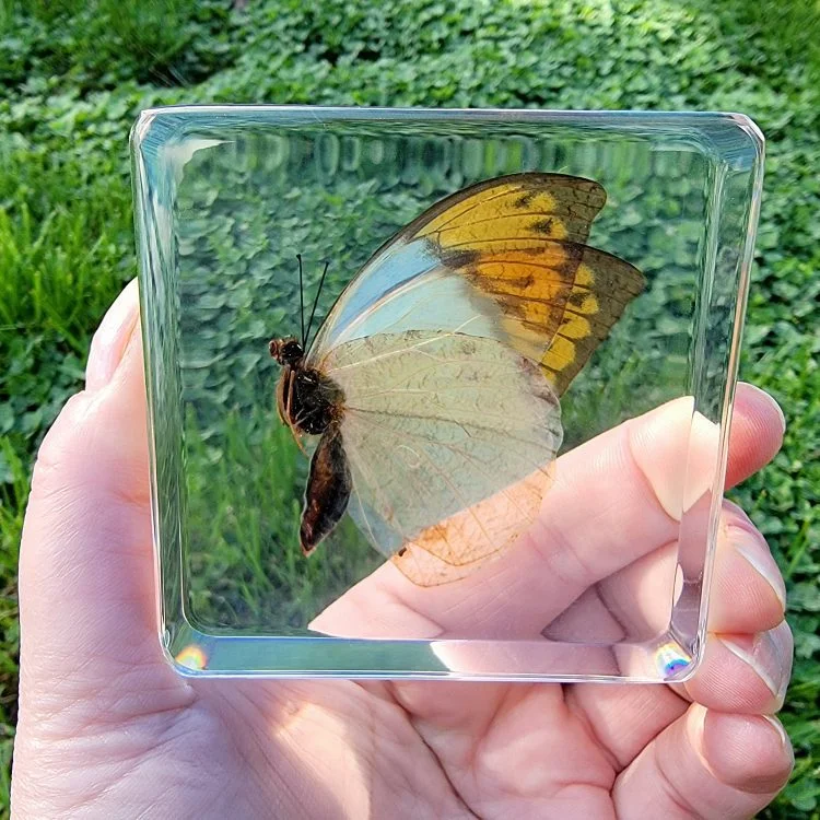 Orange Tip Butterfly, Butterfly in Resin Display