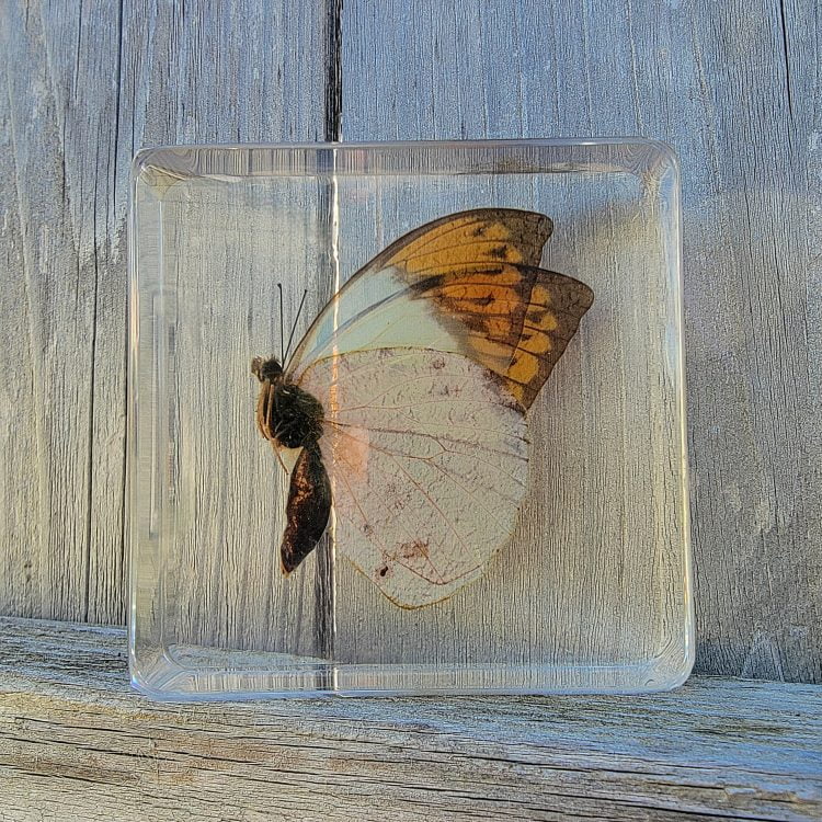Orange Tip Butterfly, Butterfly in Resin Display