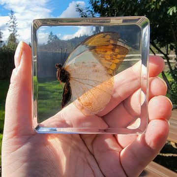 Orange Tip Butterfly, Butterfly in Resin Display