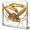 Preserved Crab in Resin, Elbow Crab Specimen, Ocean Decor