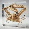 Preserved Crab in Resin, Elbow Crab Specimen, Ocean Decor, Aquatic Decor
