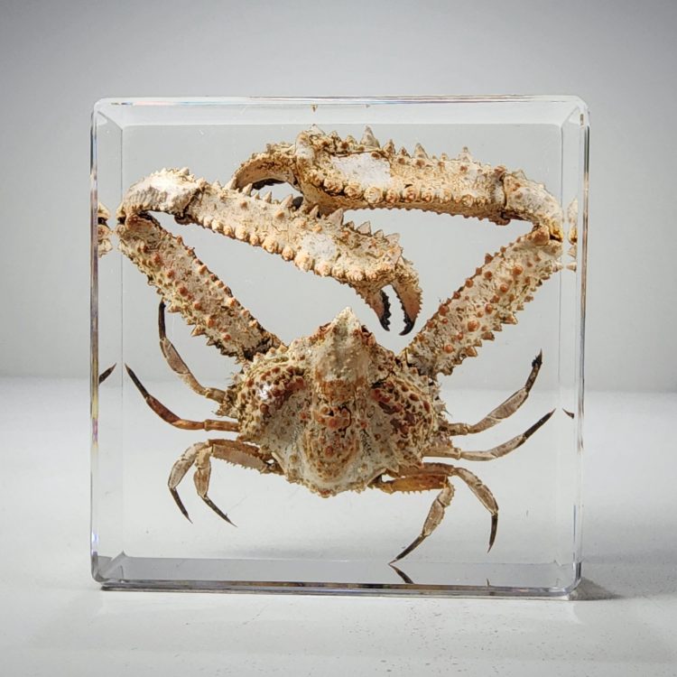 Preserved Crab in Resin, Elbow Crab Specimen, Ocean Decor, Aquatic Decor