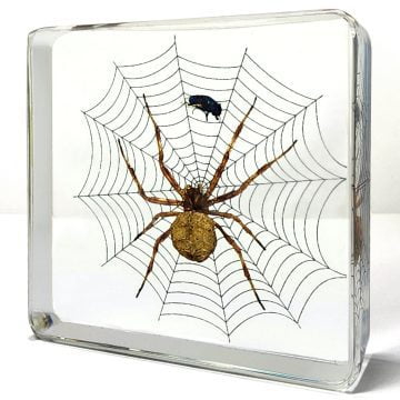 Real Spider and Fly, Spider and Fly on Web, Spider in Resin, Bugs in Resin Wholesale