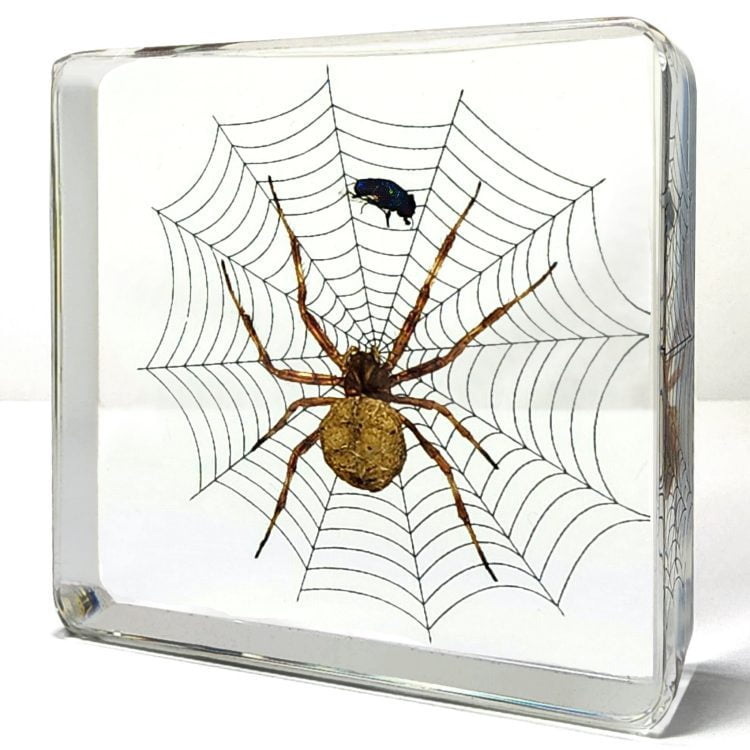 Real Spider and Fly, Spider and Fly on Web, Spider in Resin, Bugs in Resin Wholesale