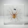 Real Spider and Fly, Spider and Fly on Web, Spider in Resin, Bugs in Resin Wholesale