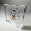 Real Spider and Fly, Spider and Fly on Web, Spider in Resin, Bugs in Resin Wholesale, Oddities and Curiosities