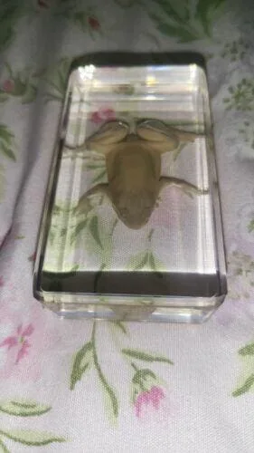 Image #1 from Kathlydia