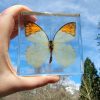 Real Butterfly in Acrylic, Bugs in Resin, Butterfly, Orange Tip