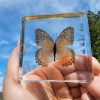 Real Butterfly in Acrylic Resin, Lacewing Butterfly, Butterfly decor
