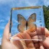 Real Butterfly in Acrylic Resin, Lacewing Butterfly, Butterfly decor