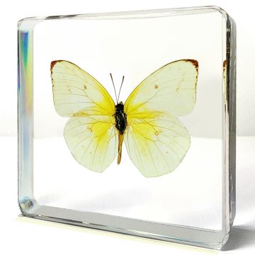 Real Yellow Butterfly for Sale, Yellow Butterfly in Resin, Yellow Butterfly in Acrylic, Lemon Emigrant