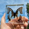 China Nawab Butterfly in Acrylic Resin, Real Butterflies in Resin, Insects in Resin