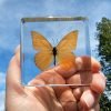 Orange Butterfly, Orange Albatross Butterfly in Resin, Butterflies in Acrylic