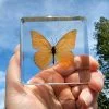 Orange Butterfly, Orange Albatross Butterfly in Resin, Butterflies in Acrylic