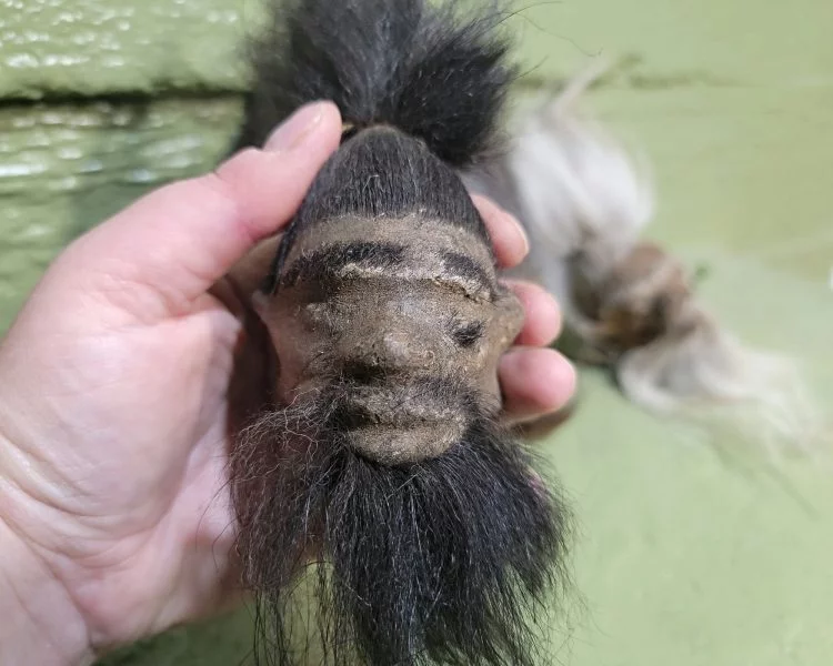 Real Shrunken Head for sale, Real Leather, Shrunken Head Voodoo, Tiki Decor