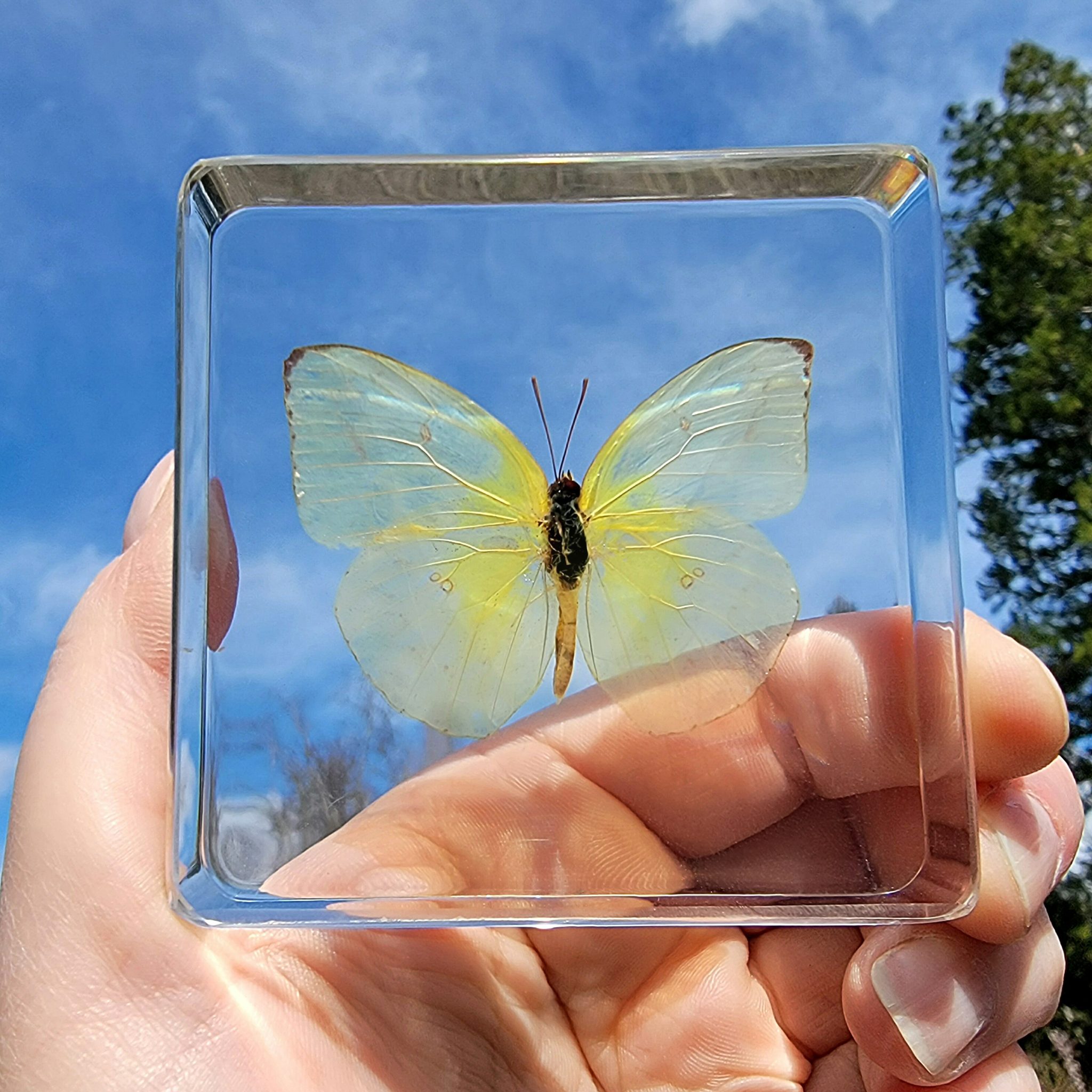 Rare Real Butterfly Taxidermy Framed Lemon Emigrant For Hang