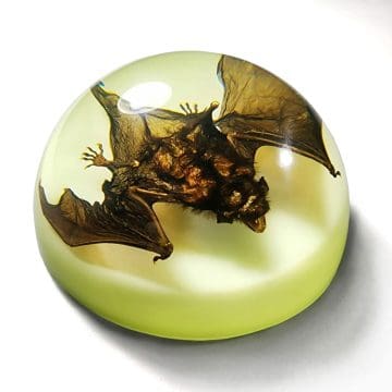 Real bat in Resin, Glow-In-The-Dark Bat paperweight, Oddities and Curiosities, Oddities Decor
