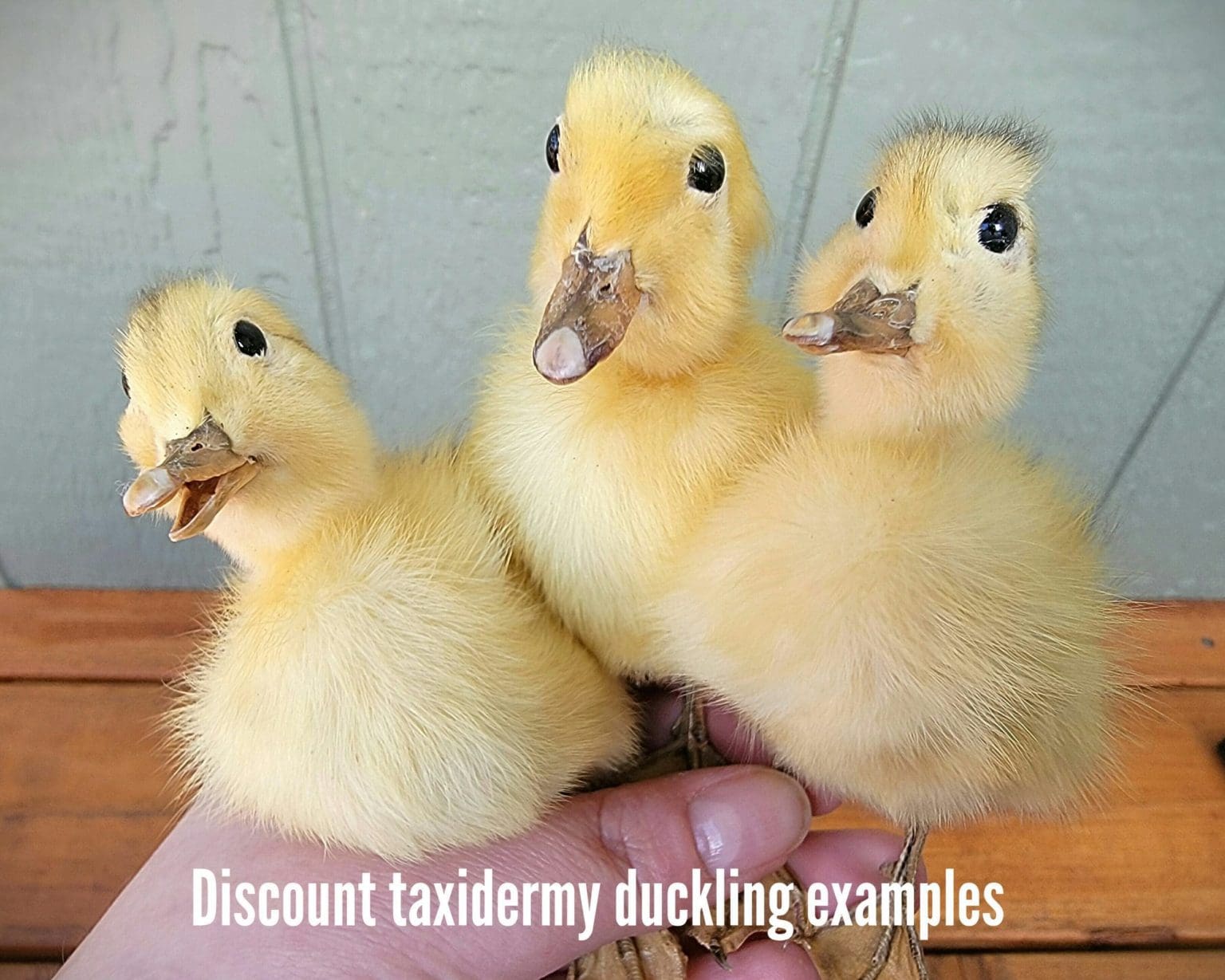 Duckling Insects DISCOUNT -Taxidermy Duckling, Anas platyrhynchos domestica - Insects In ...