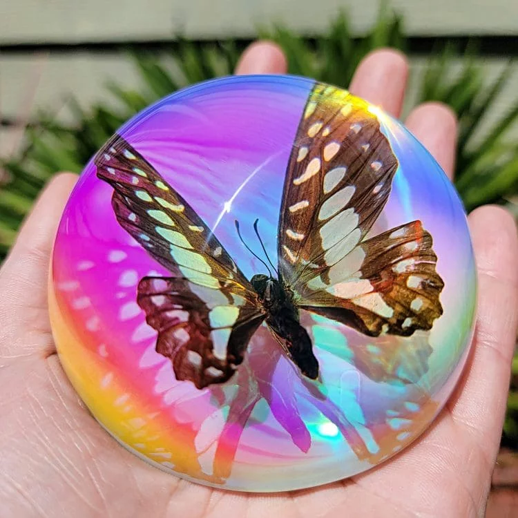 Rainbow Butterfly, Iridescent Butterfly Dome, Rainbow butterfly Paperweight