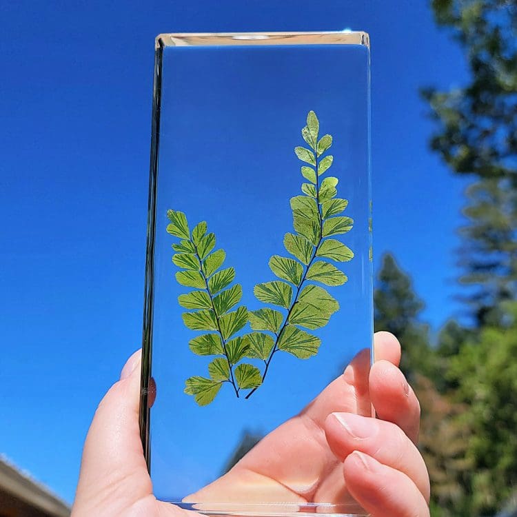 Real Fern in Resin, Plant Gifts, Plant Decor, Fern Specimen