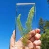 Real Fern in Resin, Plant Gifts, Plant Decor, Fern Specimen