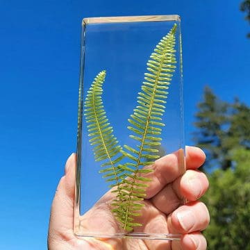 Real Fern in Resin, Plant Gifts, Plant Decor, Fern Specimen