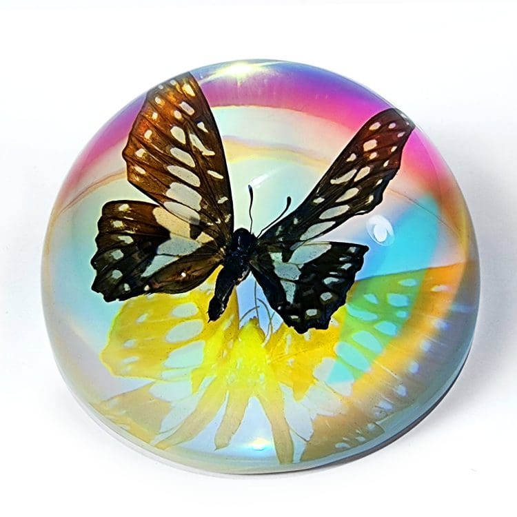 Rainbow Butterfly, Iridescent Butterfly Dome, Rainbow butterfly Paperweight