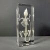 Real Mouse Skeleton in Resin, Rodent Bones, Animal Skulls