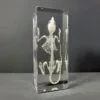 Real Mouse Skeleton in Resin, Rodent Bones, Animal Skulls