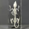 Real Mouse Skeleton in Resin, Rodent Bones, Animal Skulls