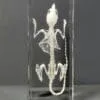 Real Mouse Skeleton in Resin, Rodent Bones, Animal Skulls
