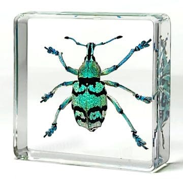 Rare Blue Weevil Beetle, Wholesale, Insects in Resin