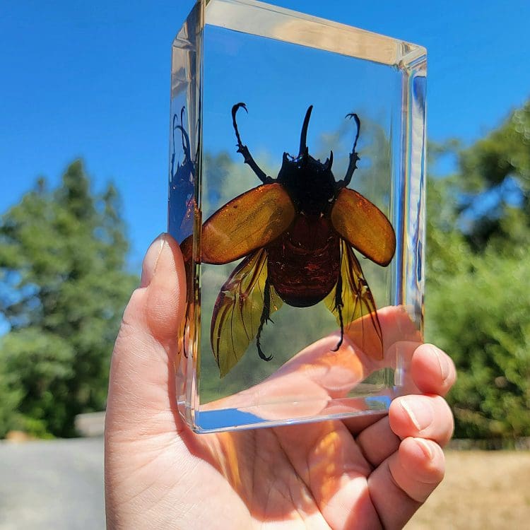 Large Rhinoceros beetle For Sale, Rhinoceros beetle in Resin