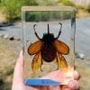 Large Rhinoceros beetle For Sale, Rhinoceros beetle in Resin