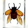 Large Rhinoceros beetle For Sale, Rhinoceros beetle in Resin