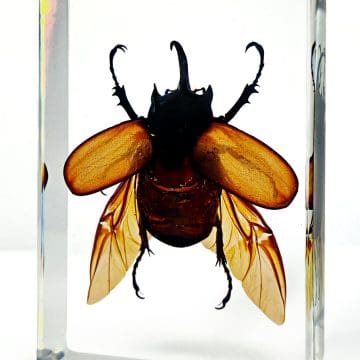 Large Rhinoceros beetle For Sale, Rhinoceros beetle in Resin