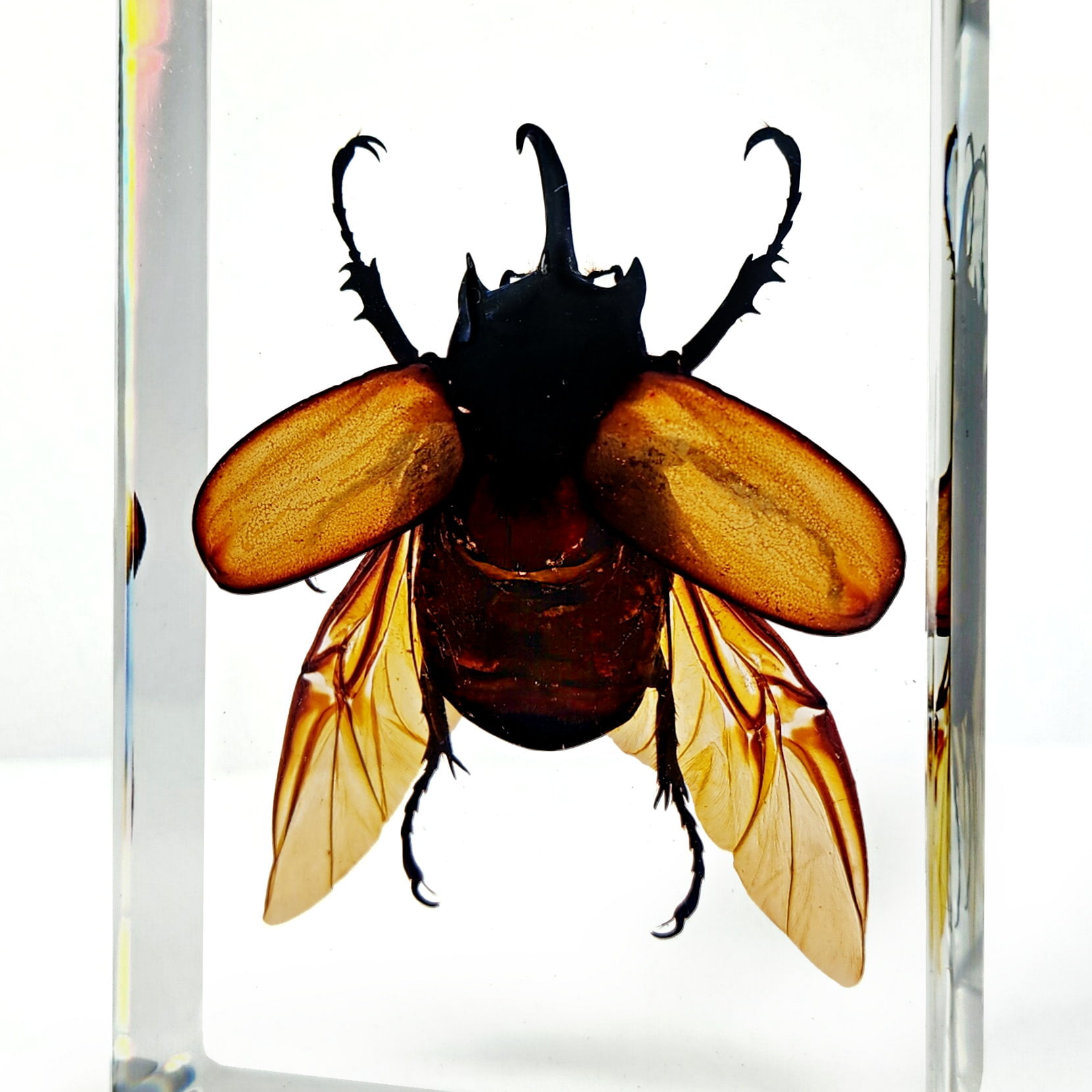 Rhinoceros Beetle - Green Path