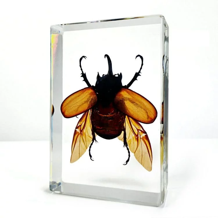 Large Rhinoceros beetle For Sale, Rhinoceros beetle in Resin