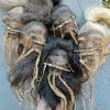 Wholesale Shrunken heads, Real Shrunken Heads, Wholesale Oddities